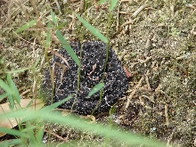 Dusky Pigmy Rattlesnake