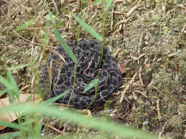 Dusky Pigmy Rattlesnake