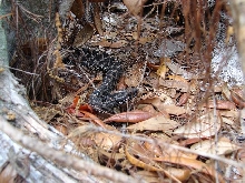 Dusky pigmy rattlesnake