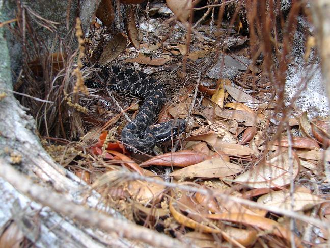 Dusky pigmy rattlesnake