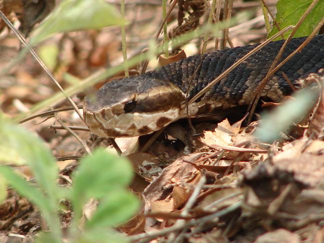 Florida cottonmouth