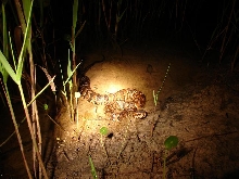 Florida cottonmouth 1