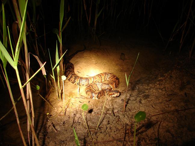 Florida cottonmouth 1