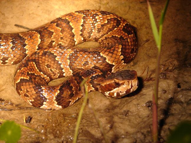 Florida cottonmouth 2