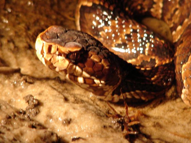 Florida cottonmouth 3