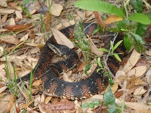 florida water snake 1