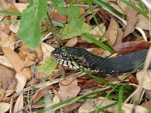 florida water snake 2