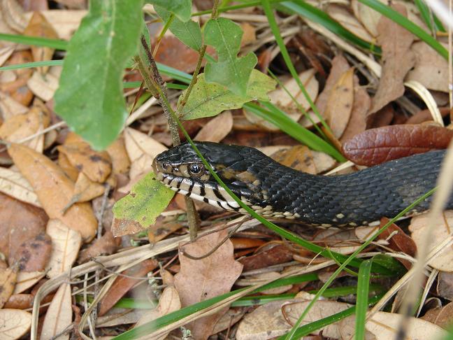 florida water snake 2
