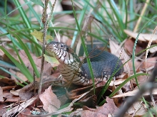 Florida water snake 3
