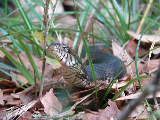 Florida water snake 3