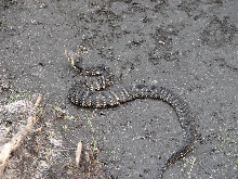 Florida water snake 5