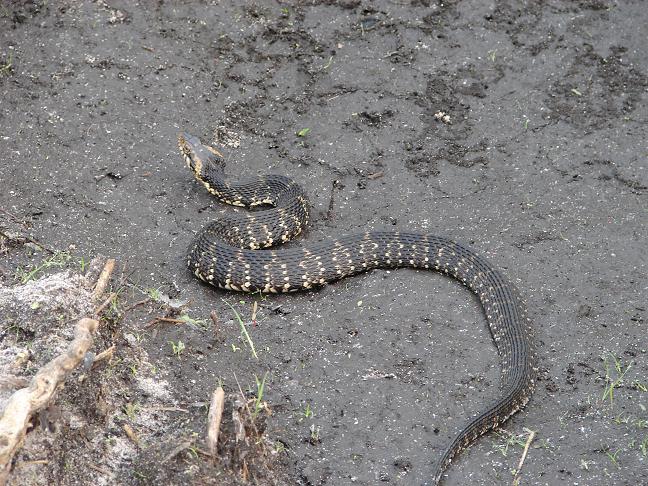 Florida water snake 5