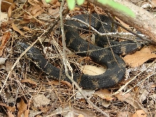Florida water snake 6
