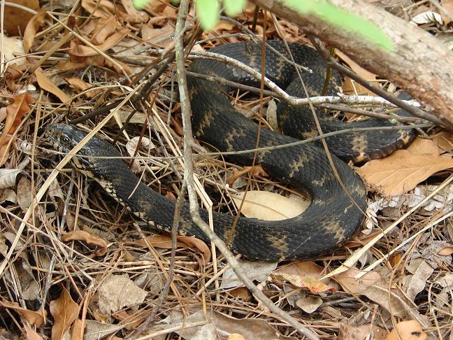 Florida water snake 6