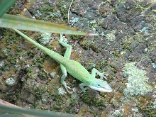 Green Anole