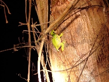 Green treefrog 1
