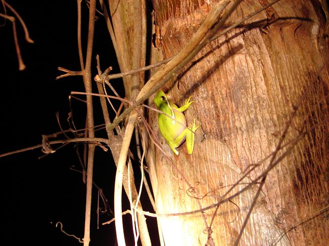 Green treefrog 1
