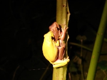 Green treefrogs 1