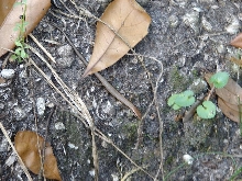 Ground Skink