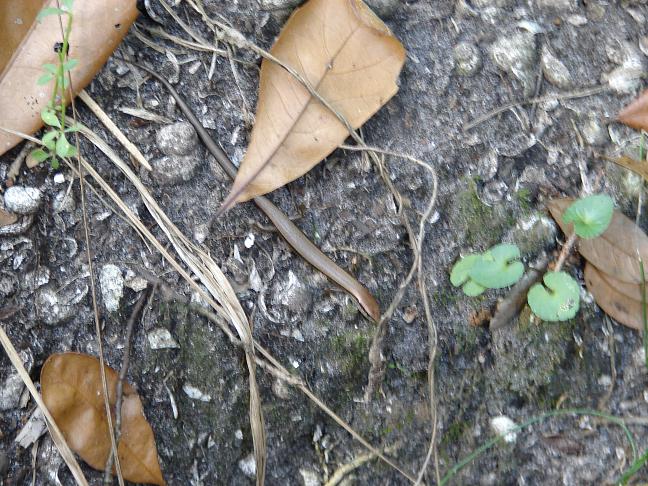 Ground Skink