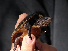 Loggerhead musk turtle 1