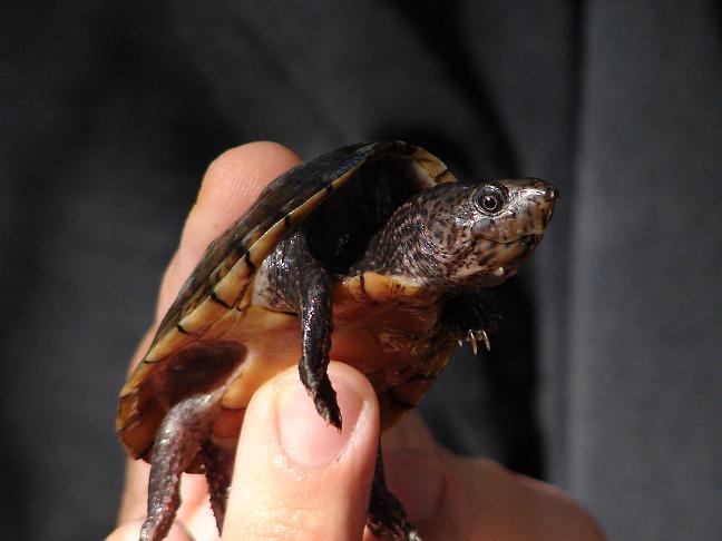 Loggerhead musk turtle 1
