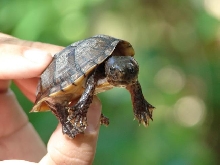 Loggerhead musk turtle 2