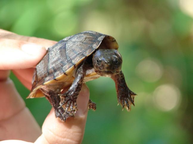 Loggerhead musk turtle 2