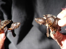 Loggerheads