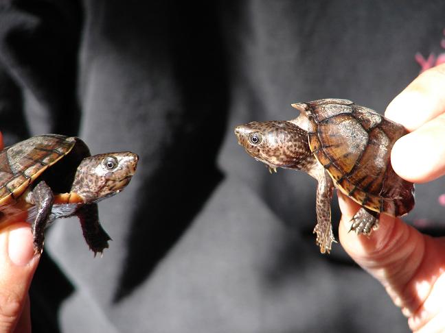 Loggerheads