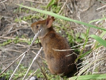 Marsh Rabbit