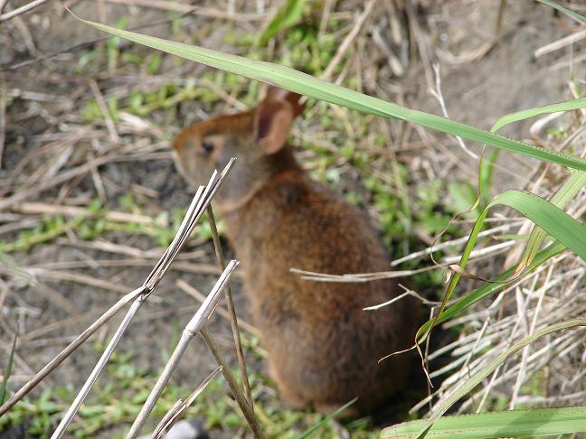 Marsh Rabbit