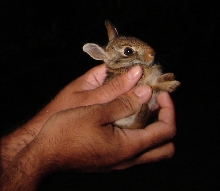 me with cottontail