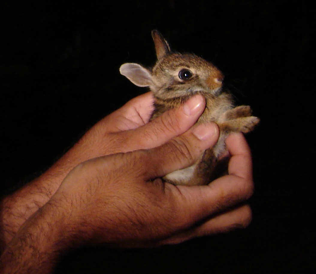 me with cottontail