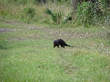 Northern river otter
