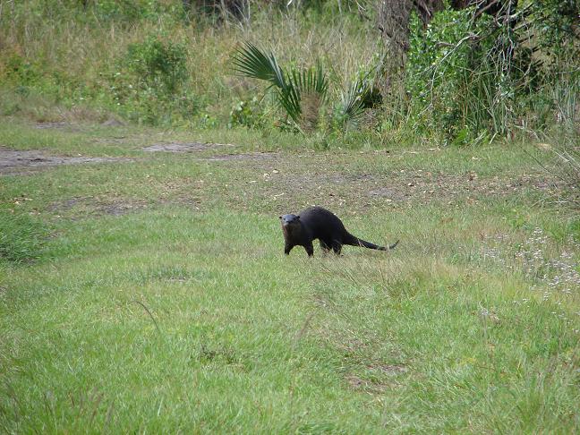 Northern river otter