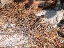 Racerunner