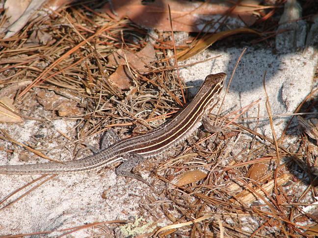 Racerunner