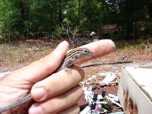 six-lined racerunner