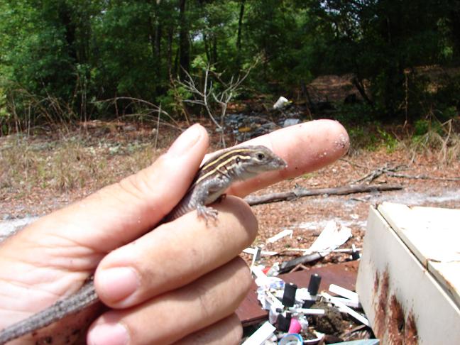 six-lined racerunner