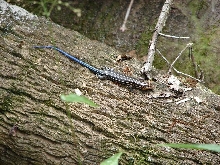 Southeastern five-lined skink
