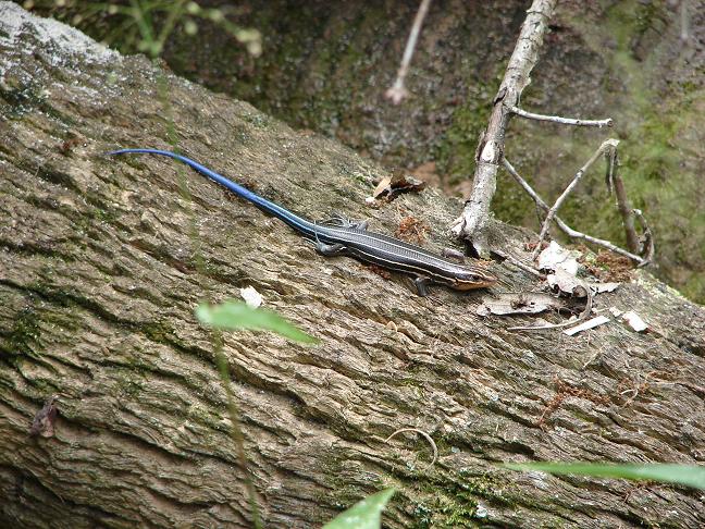 Southeastern five-lined skink