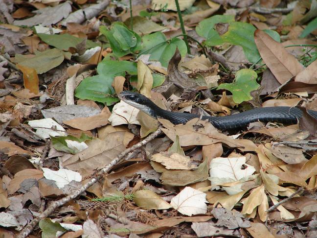 Southern Black Racer