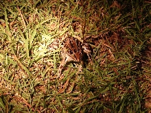 Southern leopard frog 1