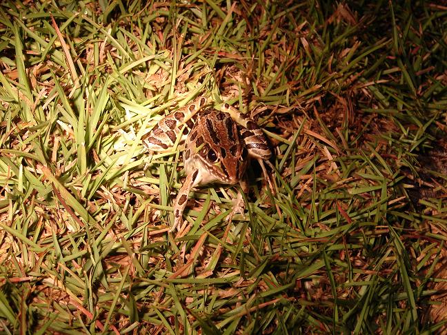 Southern leopard frog 1