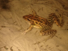 Southern leopard frog 2