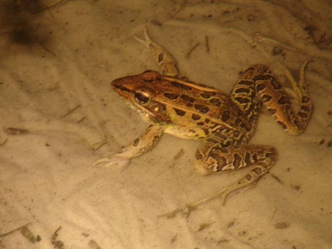 Southern leopard frog 2