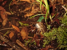 Southern toad calling