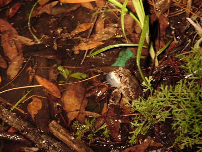 Southern toad calling