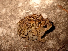 Southern toads amplexus